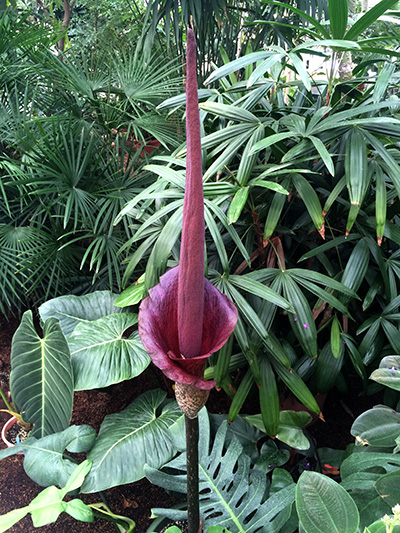 Amorphophallus konjac blooming on the east side of the Palm House Wednesday morning.