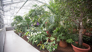 Inside the Palm House of the LHB Conservatory.