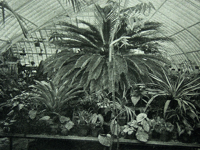 Sage Conservatory palm house interior.