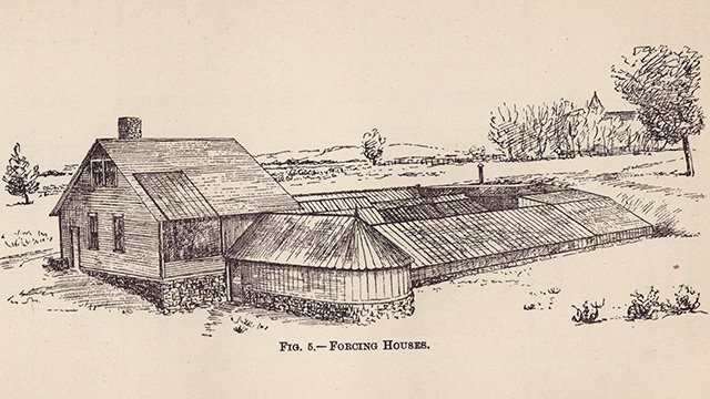 Artist's rendering of Forcing Houses.