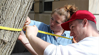 'Urban Eden' students measure Ag Quad tree to calculate ecological and energy-saving benefits.