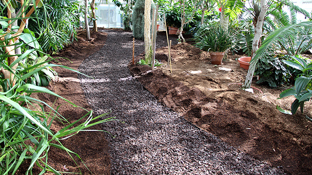 path through palm house planting bed