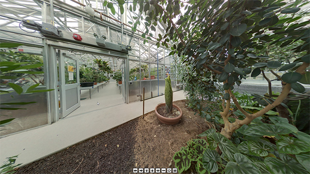 Click for 360-degree view of the Liberty Hyde Bailey Conservatory