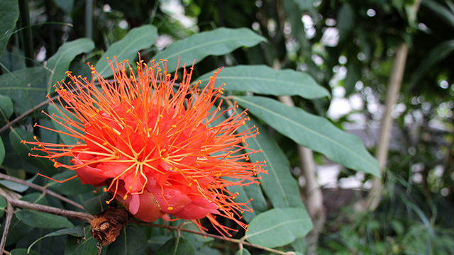 Flowering now: Brownea spp. (Panama Flame Tree, Rose of Venezuela)
