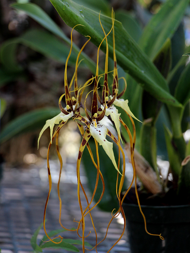 Brassia spp. (spider orchid)