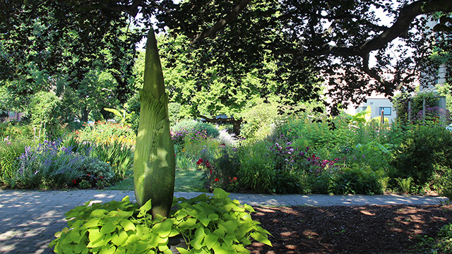 Carolus stands 56 inches tall in Minns Garden on July 31.