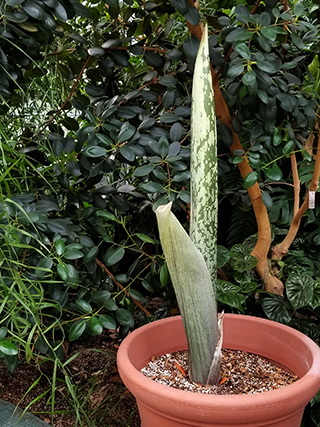'Wee Stinky'-- one of two flowering-sized Titan arums in the Conservatory's collection -- has broken dormancy and is beginning its vegetative stage (NOT flowering) in the Palm House near the doorway to the Student House.