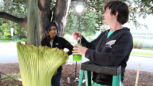  Plant Sciences major Patty Chan and CUAES greenhouse grower Paul Cooper prepare to deploy a sticky trap inside the spathe to see what carrion-loving pollinators are attracted by Carolus's scent.