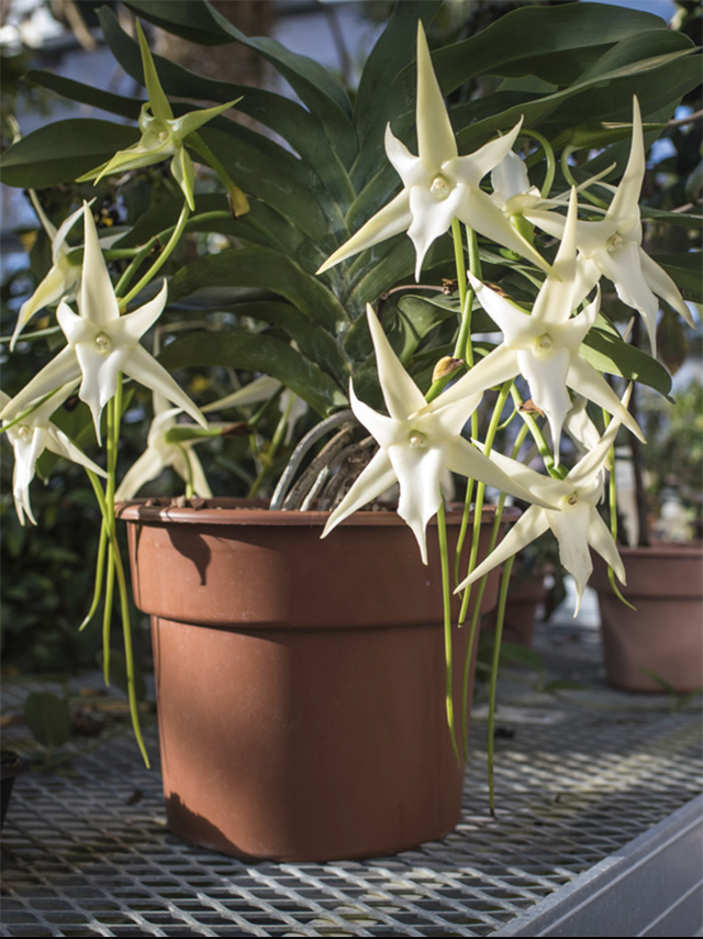 Angraecum sesquipedale, also known as Darwin's orchid, Christmas orchid, and Star of Bethlehem orchid