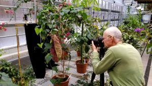Cayuga Nature Photographers group member Paul Schmitt composes a shot in the Conservatory February 10.