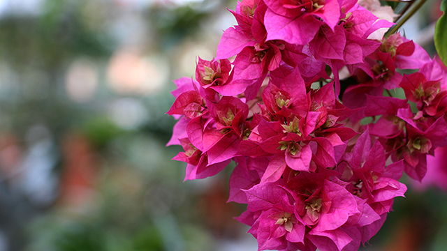 Bougainvillea spectabilis in the Student House.