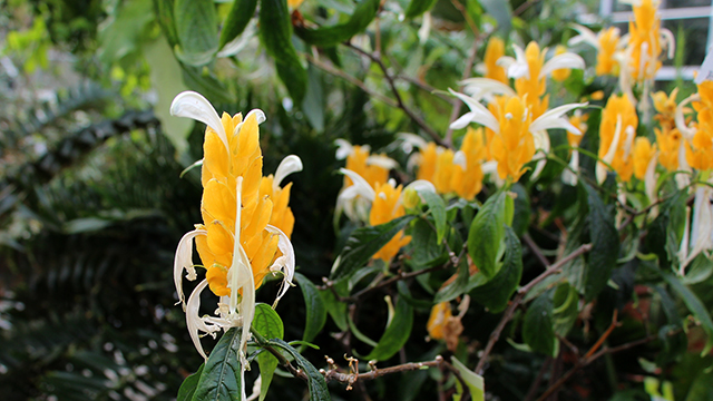 Pachystachys lutea, also known by the common names golden shrimp plant and lollipop plant in the Student House.