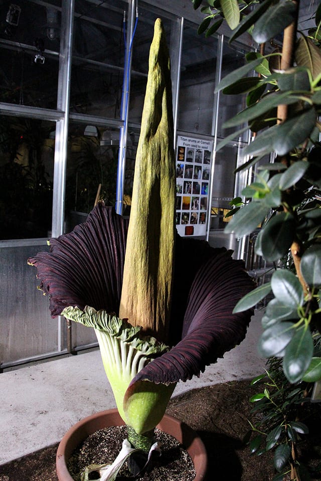 About Cornell's Titan arums | Liberty Hyde Bailey Conservatory