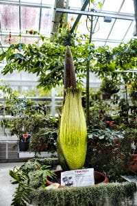 The Titan arum Carolus is pictured in the Liberty Hyde Bailey Conservatory. Also known as a “corpse plant” due to its strong odor of rotting flesh, the plant is expected to bloom in the next few days.