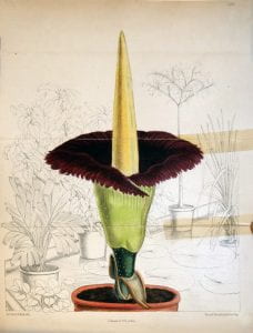 Titan arum illustration from Curtis’s Botanical Magazine 